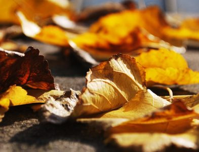 Autumn Leaves Photograph
